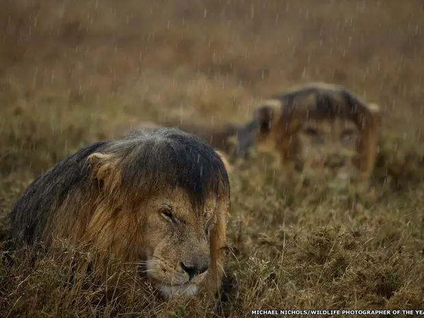 O americano Michael Nichols passou meses fotografando os leões do Parque Nacional Serengeti, na Tanzânia. Os animais foram atraídos ​​para o carro em que Nichols estava. Dessa forma, ele só precisou usar uma lente com zoom simples e a luz ambiente. (Foto: Michael Nichols/ Divulgação)