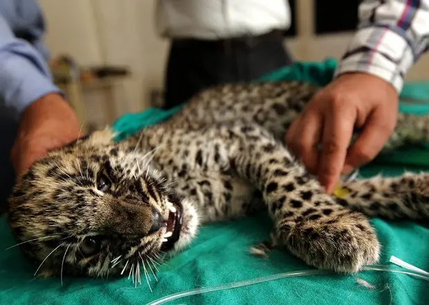 Filhote de leopardo recebe tratamento na Índia, após ter sido resgatado (Foto: AFP)