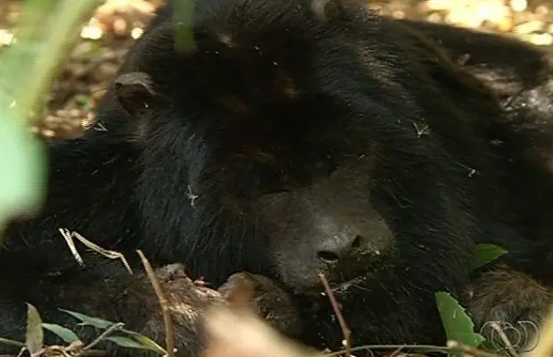 Macaco morreu um dia após ser resgatado em chácara de Anápolis (Foto: Reprodução/TV Anhanguera)