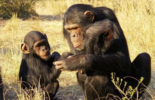 Filhote de chimpanzé com sua mãe (Foto: Divulgação/Instituto Max Planck para a Psicolinguística)