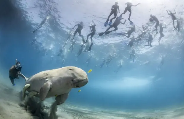 O concurso chega a sua 49ª edição este ano e recebe inscrições tanto de fotógrafos profissionais quanto amadores. Toda vez que um dugongo se alimenta na baía de Marsa Alam, no Egito, mergulhadores se reúnem para vê-lo. (Foto: Douglas Seifert/ Divulgação)