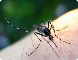 Mosquito tigre,picada pode ser mortal (Foto: Reprodução Google)