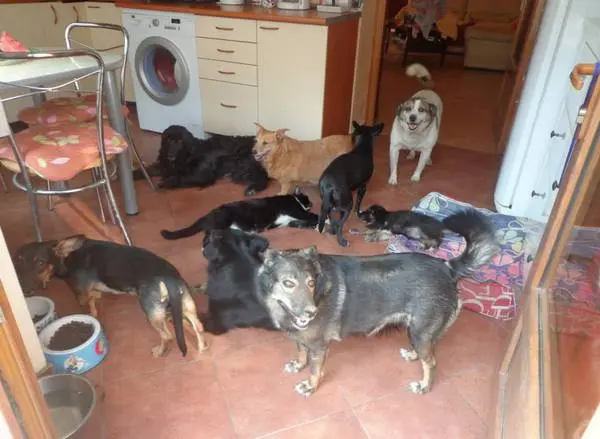 O dia começa para 18 cães resgatados que estão na casa de Norica. Foto: Care2