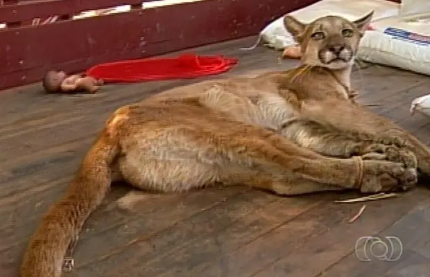 Onça-parda está ferida e não anda; veterinário fará avaliação (Foto: Reprodução/TV Anhanguera)