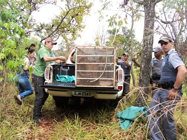 Policiais e veterinários acompanharam a soltura do animal em Pedregulho  (Foto: Polícia Militar Ambiental/Divulgação)