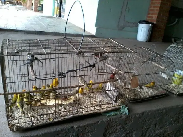  Aves vão passar por avaliação clínica para identificar se estão em boas condições de saúde (Foto: Divulgação / Polícia Ambiental)  