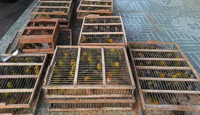 (Imagem mostra caixas com centenas de aves. (Foto: Divulgação/ Polícia Rodoviária).