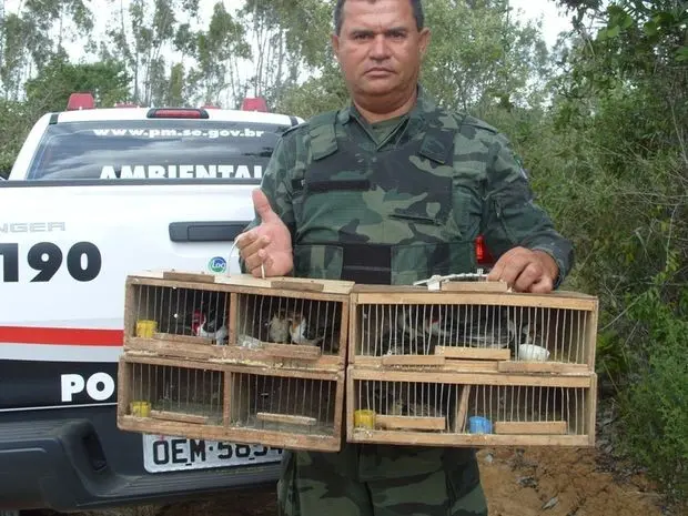 Pássaros apreendidos em Aracaju foram soltos em uma reserva de Mata Atlântica em São Cristóvão  (Foto: Divulgação/Pelotão Ambiental)