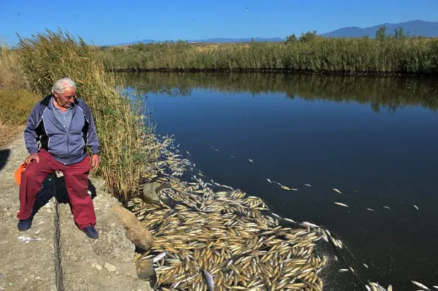 Pescador olha para peixes mortos no lago Ismarida, na Grécia. (Foto: Sakis Mitrolidis/ AFP Photo/ Divulgação)