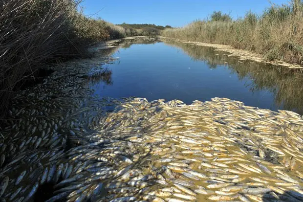 Peixes morreram provavelmente devido à falta de oxigênio no lago Ismarida, na Grécia.(Foto: Sakis Mitrolidis/ AFP Photo/ Divulgação)