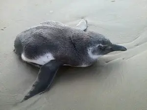 Pinguim é encontrado na faixa arenosa da praia (Foto: Heraldo Pedroso/ Arquivo Pessoal )