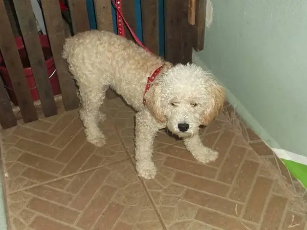 Poodle Melody fugiu de chácara na quinta-feira e foi devolvida nesta segunda. (Foto: Divulgação/ Facebook)