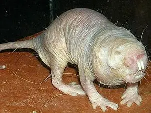 O Rato Nu (Foto: Reprodução)