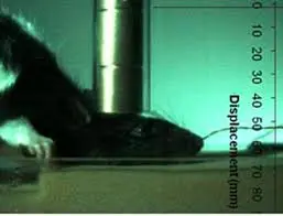 Rato tem cabeça esmagada repetidamente por barra de ferro em experimento. Foto: PETA