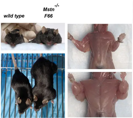 Ratos da experiência feita por Se-Jin Lee. O da direita sofreu alterações no gene da miostatina. Foto: Medgadget 