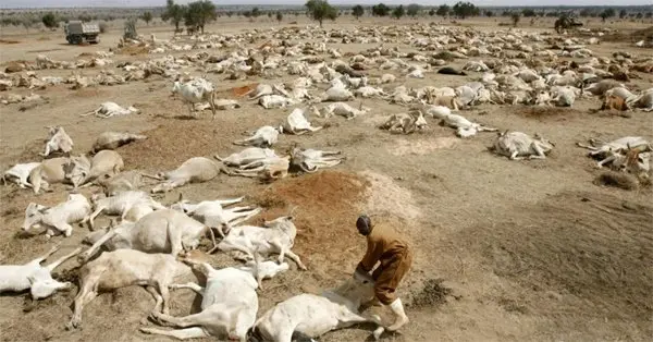 Bois mortos ao lado de alguns ainda morrendo de sede e fome no Nordeste, em 2013. Note no que está apoiando a cabeça na perna do homem. Foto: Blog Araripe Informado