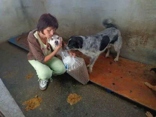 Norica conforta cães em abrigo público onde leva alimento toda semana. Foto: Care2