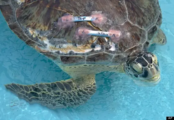 Tartaruga marinha com cola usada por dentistas em seu casco (Foto: AP)