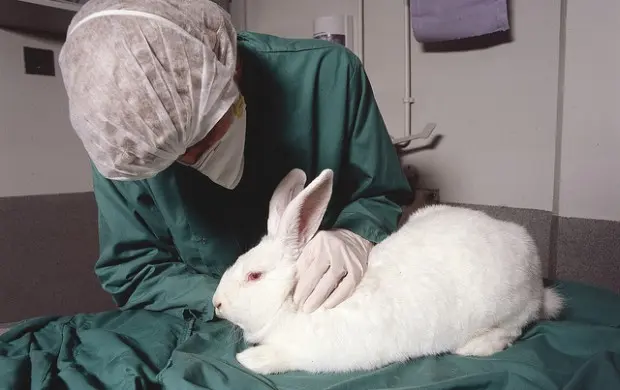 Mais de 1.200 empresas em todo o mundo suspenderam os testes em animais (Foto: Divulgação)
