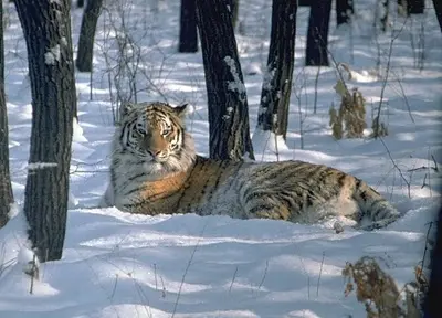 O tigre de Amur está em risco de extinção (Foto: Divulgação)