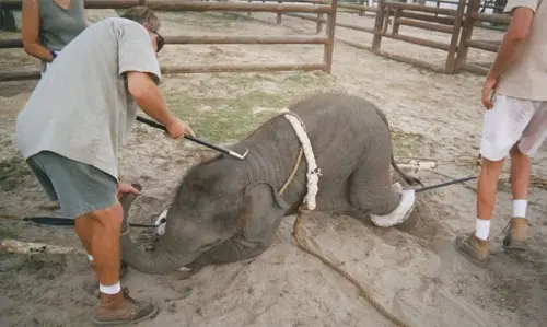 Típico treinamento dado aos elefantes em circos (Foto: Divulgação)