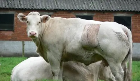 Vaca explorada para reprodução do Belgian Blue, com cicatriz de Cesariana. Foto: Singularity Hub