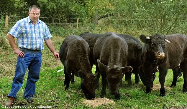 Recuperação: O fazendeiro Chris Pickering disse que deixou a vaca no campo com seus amigos para evitar qualquer perigo enquanto ela se recupera.