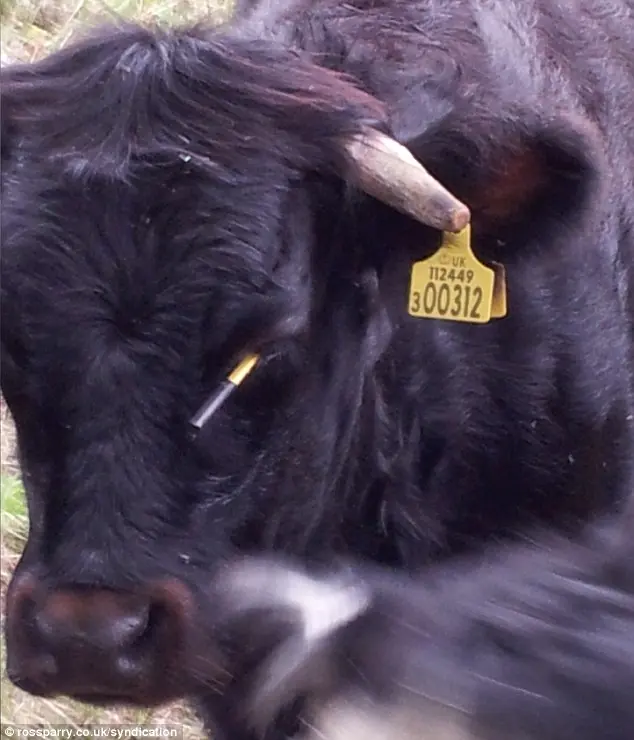 Cruel: A polícia está investigando o ataque de besta insensível num pequeno rebanho de vacas que deixou uma novilha cega de um olho.
