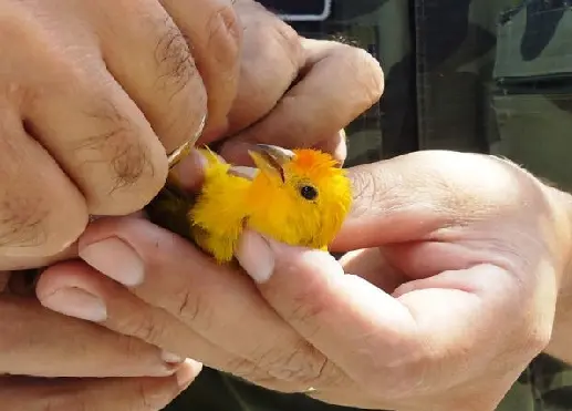 Polícia Ambiental apreendeu 32 pássaros silvestres após receber denúncias anônimas (Foto: Divulgação/Polícia Militar Ambiental)