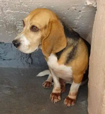 Imagem de uma dos beagles que foram resgatados. (Foto: Divulgação)