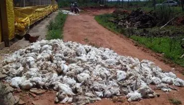Cerca de 7 mil aves foram encontradas mortas na granja no interior paulista. (Foto: Sandra Minamoto) 