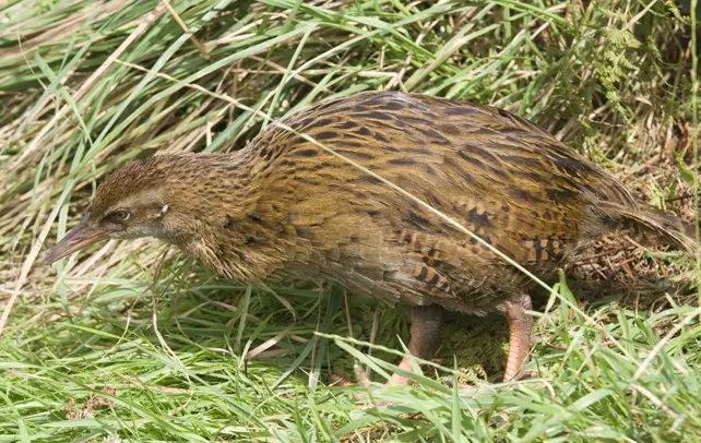 Aves da espécie Kiwi estão sensivelmente em extinção (Foto: Reprodução Internet)