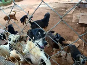 70% de cães do abrigo da ONG de Piracicaba são idosos (Foto: Fernanda Zanetti/G1)