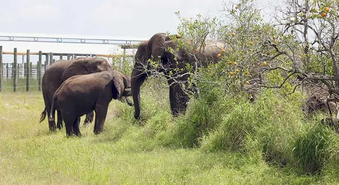 Foto: National Elephant Center / Ecorazzi