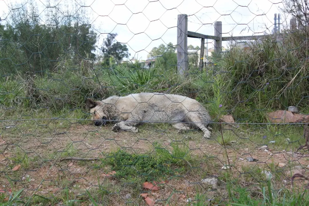  Alguns animais foram jogados para fora do arame do condomínio (Foto: Divulgação/FS )