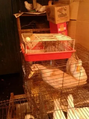 Patos silvestres oferecidos de forma cruel. (Foto: Twitter, @HugoRamirezANR)