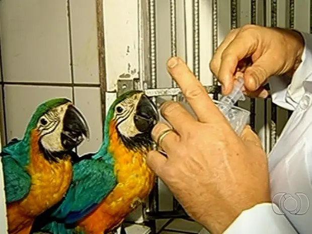 Filhotes de arara são alimentadas por veterinário (Foto: Reprodução/TV Anhanguera)
