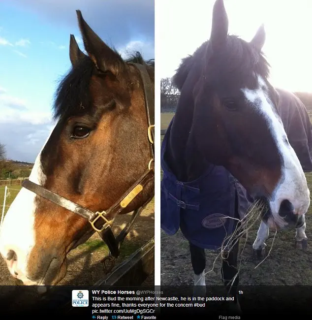 Bud, o cavalo agredido. Foto: Daily Mail