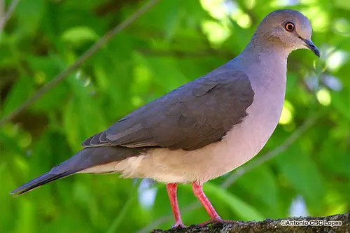 As aves eram da espécie Juriti (Foto: Reprodução Internet)