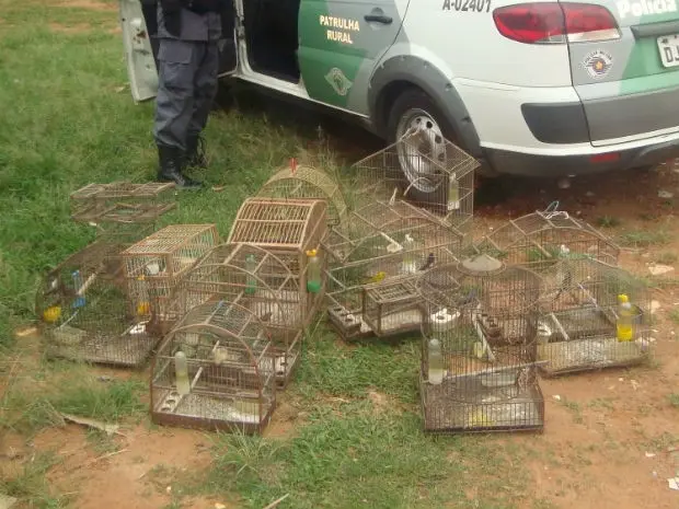 Cerca de 16 aves foram localizadas no bairro Ribeirão dos Índios (Foto: Polícia Ambiental/Divulgação)