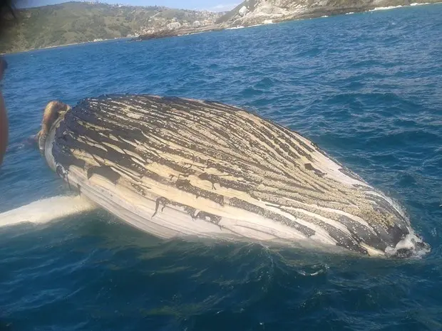 Baleia tem de 8 a 10 metros de comprimento e apareceu morta. (Foto: Raimundo Rocha/Guarda marítima)