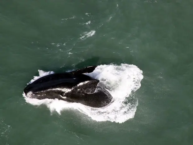 Foram avistadas 123 baleias durante o voo (Foto: Paulo Flores/CMA/ICMBio)