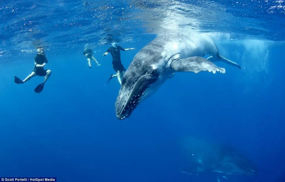 As baleias nadam próximas aos mergulhadores.