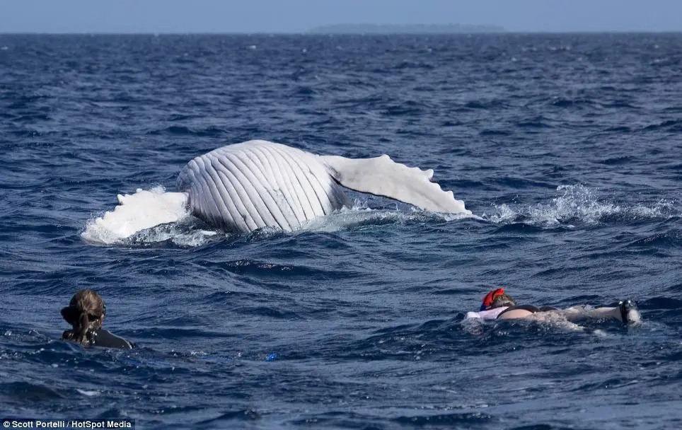 "No japão, cerca de 1050 baleias são caçadas todo verão", alerta Portelli.