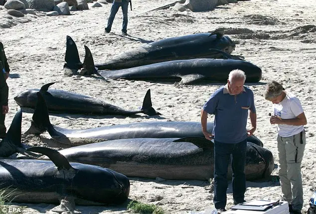 Baleias encalharam e morreram na praia de Manon, Espanha. 