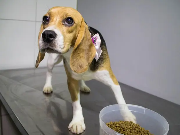 Beagle retirado do Instituto Royal. (Foto: Jardiel Carvalho/Frame/Folhapress)