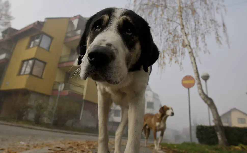 Cães abandonados “são sempre uma conseqüência e não a causa do problema”. (Foto: Reprodução)