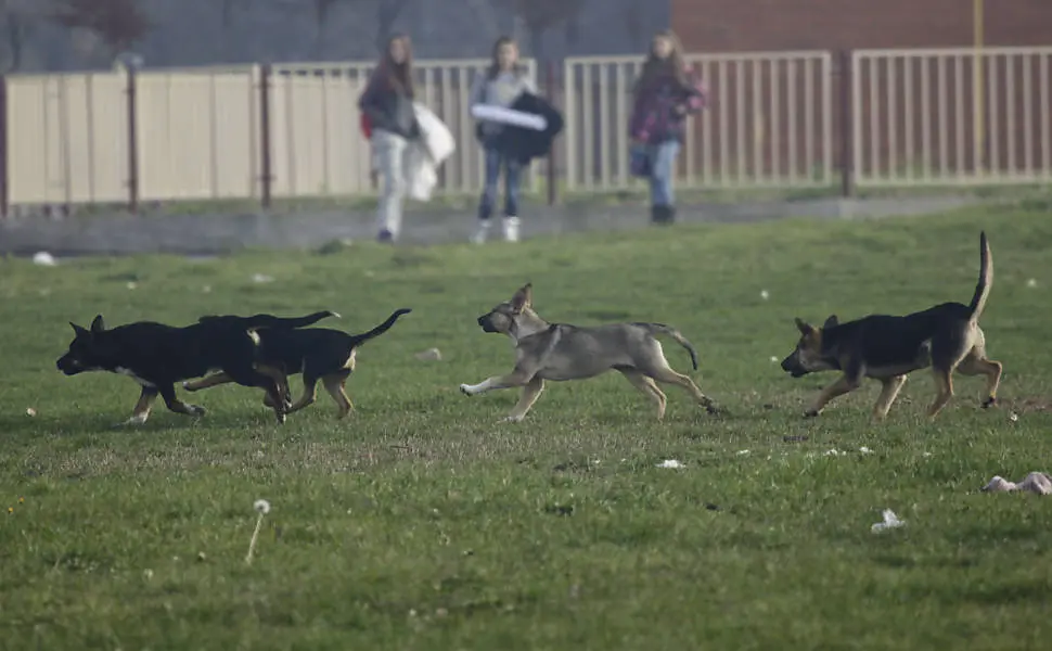 O governo da Bosnia-Herzegovina está tentando mudar sua atual Lei de Proteção Animal para permitir o assassinato de cães que estejam em abrigos por mais de quatorze dias e não conseguiram adoção. (Foto: Reprodução)