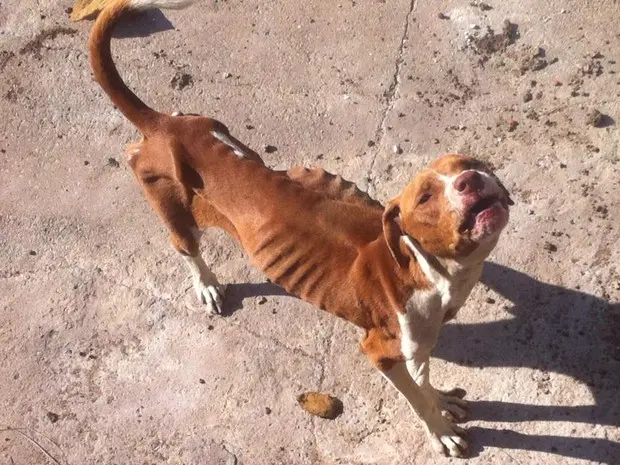 Cachorro foi encontrado em estado de saúde crítico, sem alimentação e água (Foto: Adriana Fratini/Band FM)