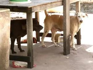 Cães estavam abandonados, sem comida e água. (Foto: Reprodução/TV Tapajós)
